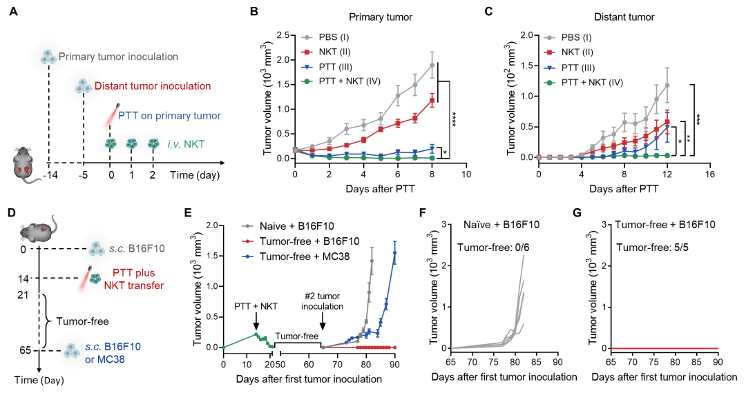 中科大王育才教授/白丽教授合作Nano Letters:高分子材料增强自然杀伤性T细胞的肿瘤治疗效果的图4